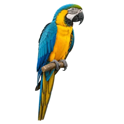 Blue and yellow macaw parrot sitting on a branch and looking sideways