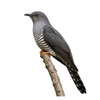 Full body cuckoo bird sitting on a branch and looking left