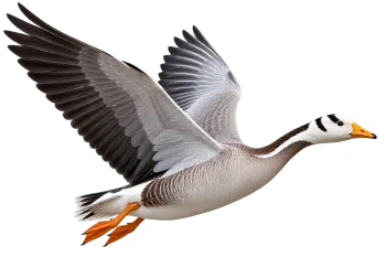 Photorealistic bar-headed goose flying sideways with wings fully spread PNG