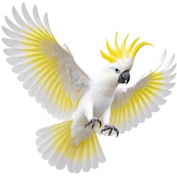 White cockatoo flying with fully spread wings isolated on transparent background