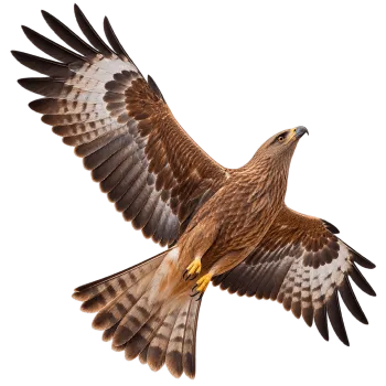 Realistic kite bird flying upward with fully spread wings on transparent background