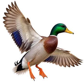 Photorealistic mallard duck flying with wings fully spread isolated PNG