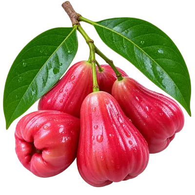 Fresh red jamrul rose apple fruits with green leaves PNG