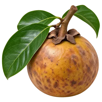 Whole fresh gab fruit with green leaves isolated on transparent background