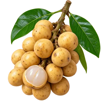 Fresh whole lotkon fruit cluster with green leaves isolated on transparent background