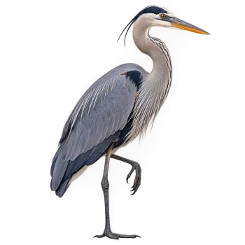 Realistic heron standing on one leg with detailed feathers and long pointed beak