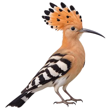 Realistic hoopoe bird standing in side view isolated on transparent background