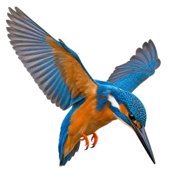 Photorealistic kingfisher bird flying with wings spread and looking downward