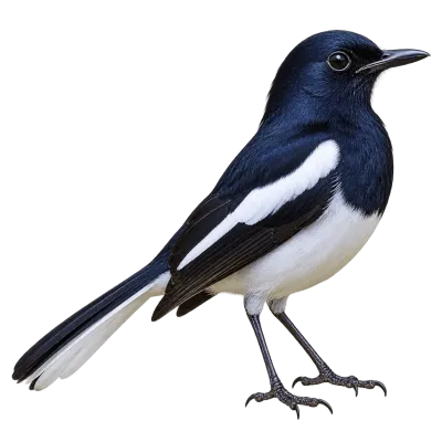 Photorealistic Oriental Magpie-Robin standing with its head turned to the right