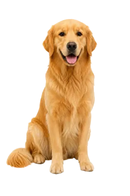Cute Golden Retriever Dog Sitting Transparent PNG