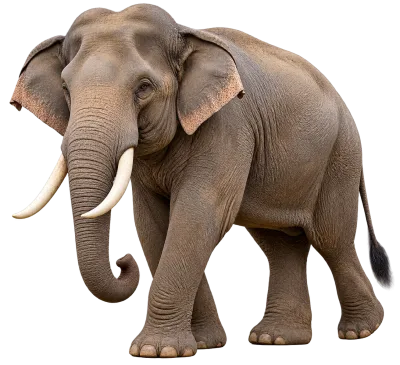 Realistic Big Elephant Walking Transparent PNG Free Download