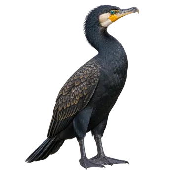 Black cormorant bird standing upright in side profile with curved beak