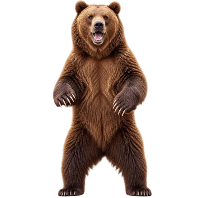 Realistic brown bear standing upright isolated on a transparent background