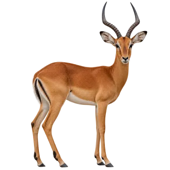 Realistic brown impala standing on four legs with long curved horns