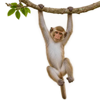 Realistic monkey hanging from a tree branch with transparent background