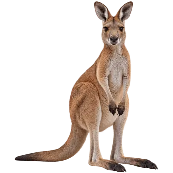 Realistic brown kangaroo standing upright with long tail and transparent background