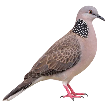 Realistic spotted dove standing and looking right isolated on transparent