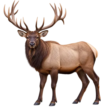 Realistic bull elk standing with large antlers isolated on transparent background