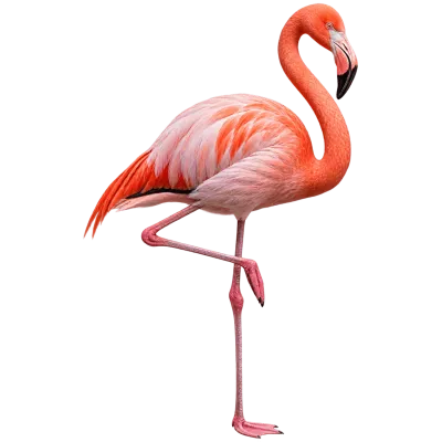 Pink flamingo standing on one leg isolated on transparent background