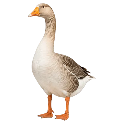 Realistic standing goose with head slightly turned left on transparent background
