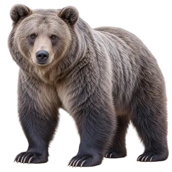 Realistic gray bear standing isolated with detailed fur on transparent background