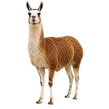 Full body brown and white llama standing isolated on transparent background