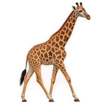 Photorealistic brown and cream giraffe walking right in transparent PNG format