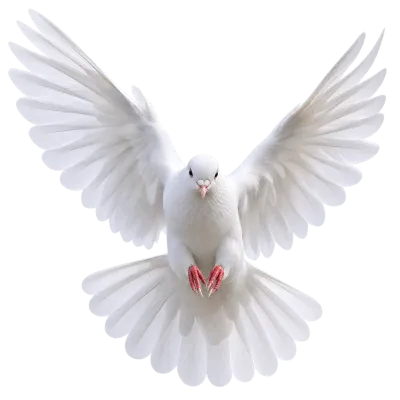 Photorealistic white dove flying forward with spread wings isolated on transparent background