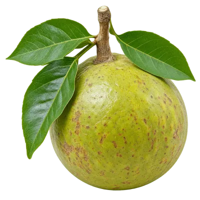 Whole green bael fruit with leaves isolated on transparent background