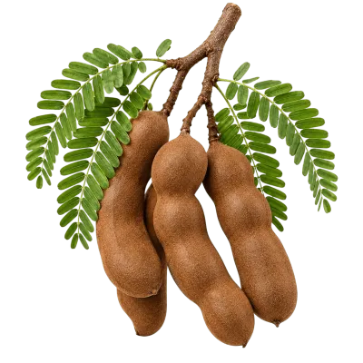 Whole brown tamarind pods with green leaves isolated on transparent background